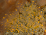 Pycnoclavella aurilucens