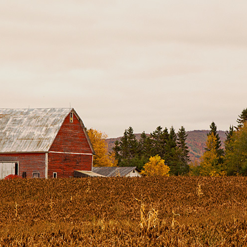 A vintage barn adorned in period red sits at the corner of a corn field near Florenceville, New Brunswick, Canada.
