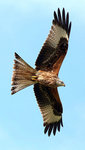 Red Kite