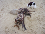 FD7  Driftwood (III)