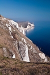 Bats Head from White Nothe