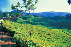 Munnar tea 2