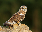 Short-eared Owl perched on a mound of earth