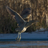 Bittern takes off from the northern reed beds at Otmoor