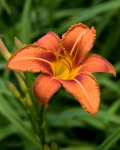 Hardykl0709-08rtl
