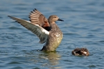 Gadwall