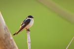 White-winged Swallow portfolio