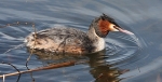 Great Crested Grebe