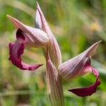 Tongue Orchid (Serapias lingua) 