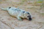 Atlantic Grey Seal