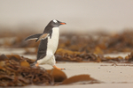 Gentoo Penguin moves through kelp on beach, Saunders Island