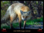 2026 Wildlife Images From Nature Calendar COVER PHOTO