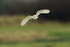 Barn Owl in flight at Otmoor RSPB