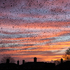 Starlings