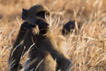 Baboon Thinking