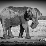 1st Print Elephant And The Jackal Mike Cullis