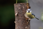 Blue Tit portfolio