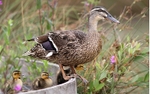 Mallard and family