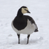 Barnacle Goose in the snow at Munich Zoo