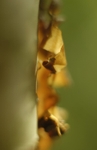 birch bark