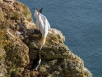 Gannet