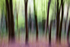 Woodland