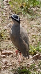 Crowned Lapwing - SA