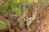Jaguar (female) lying in crook of tree, Corixo Negro, Brazil