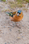 chaffinch Fringilla coelebs 2639