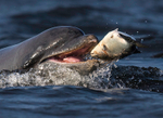 CHANORY DOLPHIN 2026 30
