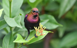 Copper sunbird