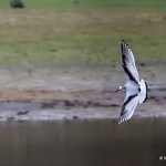 Little Gull (Larus minutus) 1W