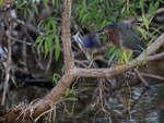 Green-backed Heron, Venice Rookery, Florida