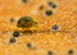 Sminthurinus igniceps