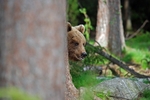 Brown Bear