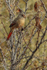 Pyrrhuloxia (female) perched, Bosque del Apache, New Mexico