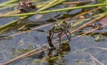 Common Hawker
