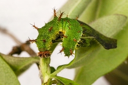 White Admiral larvae