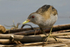 Little Crake  (m)