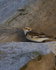 SNOW BUNTINGS