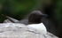 SA003: Guillemot in the rain