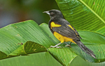 IMG_5687 Black Cowled Oriole, Costa Rica