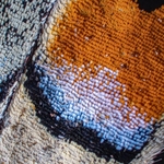 Common Swallowtail, (Papilio machaon) revealing the scales on the wings