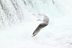 Short-billed Gull in flight, Brooks Falls, Alaska