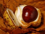 Horse Chestnuts #2