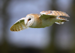 Barn Owl