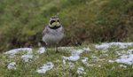 Shorelark.