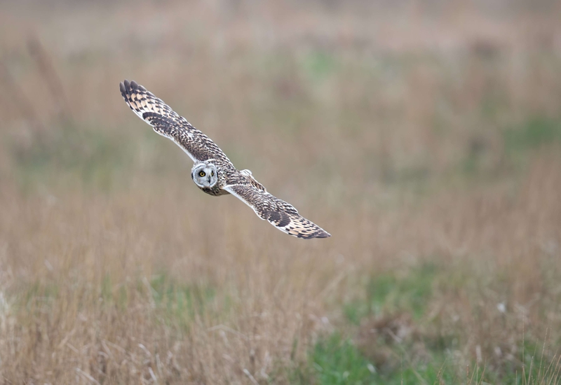 Short Eared Owl