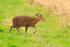 Muntjac Deer at Otmoor RSPB