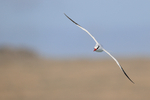 Red-billed Tropicbird head-on in flight, Espanola, Galapagos